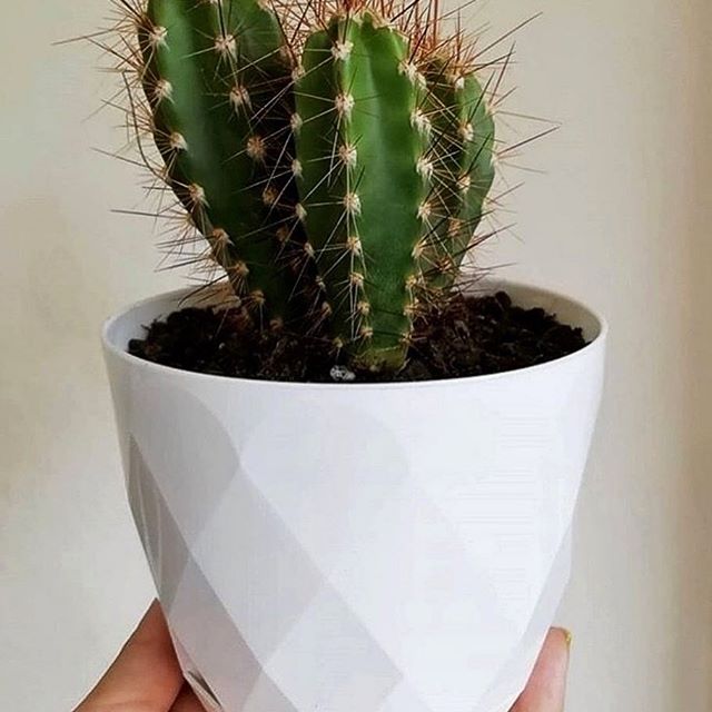 plant pot for cactus