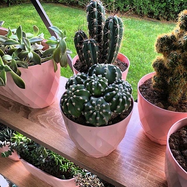 17.5cm plant pots with multiple plants