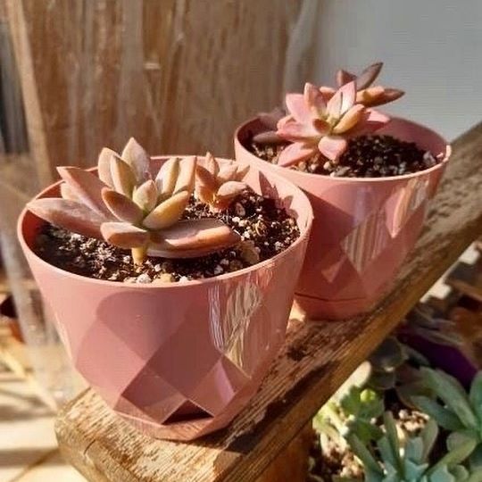 14.5 cm Plant pot for succulents cactus