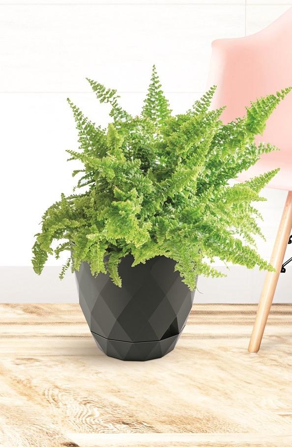 17cm plan pot with yakamoz saksi plant